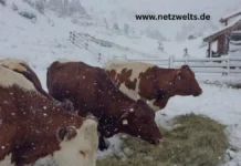 Wettersturz – Ursachen, Folgen und wie wir uns schützen können Wettersturz